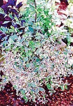 Harlequin Variegated Honeysuckle Vine - Lonicera - 2.5" Pot