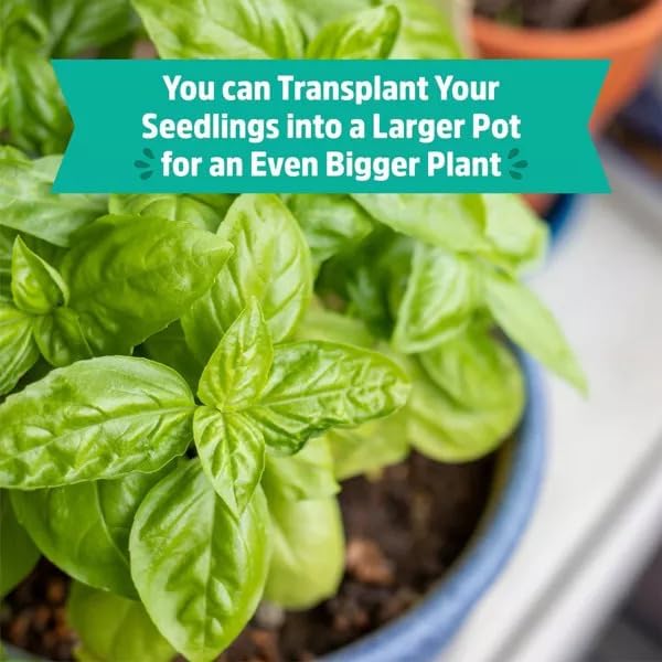 Wellness Grow Kit: Basil