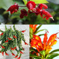 Random Lipstick Plans Live Houseplants in Pot, Aeschynanthus Red Flower Vine Décor Office, Desk Indoor Outdoor Growing
