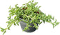 String of Dolphins with 4" Vintage Metal Pot, Live Succulent Plant Fully Rooted in Pots with Soil, Rare House Plant for Home Office Wedding Decoration DIY Projects Party