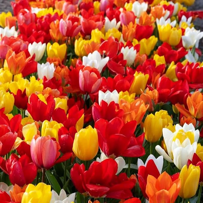Mix Triumph Tulips 10 Bulbs for Fall Planting Colorful Flower Tulipa Darwin Hybrid Changing Colors Mixture Size 12+ 4 Varieties to Choose (Emperor Mixture, 10, Mix Color)