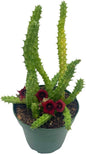 BubbleBlooms Huernia Red Dragon Stapelia Cactus/Huernia penzigii, in 4 inch Pot