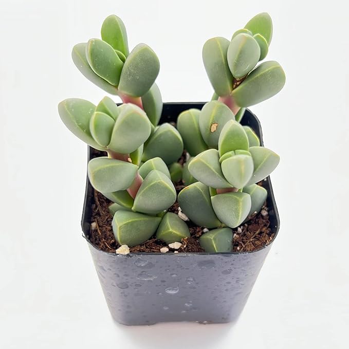 Sprout N Green Ice Plant | Corpuscularia lehmannii, Live Succulent Fully Rooted in 2 inch Starter Pot, House Plant for Indoor Outdoor Home Office Wedding Decoration Party Favor