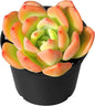 Sprout N Green Echeveria Sweet Orange, Rare Live Succulent Plant Fully Rooted with Soil, Home Office Indoor Outdoor Wedding Decoration DIY Projects Party Favor