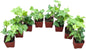 English Ivy Plants, 2 Inch Pots, Set of 8, Live Indoor House Plants