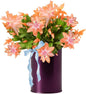 Salmon Christmas Cactus Plants Live, Thanksgiving Cactus Easter Cactus Plants Live, Well-Rooted Cold Hardy, Holiday Cactus for Indoor Outdoor Planting, 4-8 Inc Tall, Starter Tree