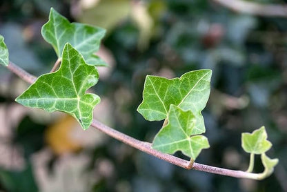 English Ivy Tree - 5 Live Plants in 4 Inch Pots - Hedera Helix - Florist Quality - Stylish Air Purifying Topiary Houseplant Vine