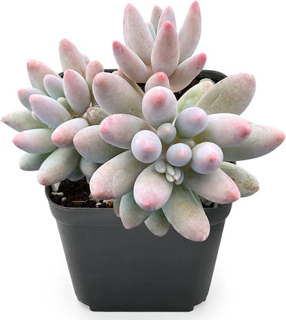 Sprout N Green Pachyphytum 'Machucae' Baby Finger, 1 Live Mini Succulent Plant Fully Rooted in 2" Pot, Real House Plant for Indoor Outdoor Home Office Wedding Decoration Party Favor