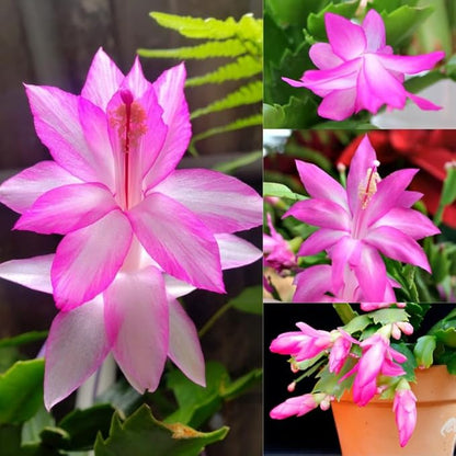 2 Pink Christmas Cactus Plants Live, 4 to 7 Inch Tall Colorful Christmas Cactus, Holiday Flower Houseplant, Indoor Outdoors Easy Care Plants for Home Garden