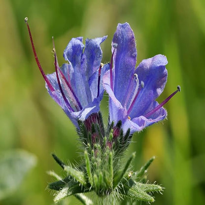 1000 Wild Vipers Bugloss Seeds Meadow Wildflower Blue Echium Vulgare Plant Seeds for Planting