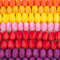 Boldyrev's Colorful Blend Tulip Garden - Mix of Pink, Yellow, Orange, Purple and Red Tulips - Stunning Perennial Flowers Bloom Each Spring - Darwin Hybrid Tulips (50 Bulbs)