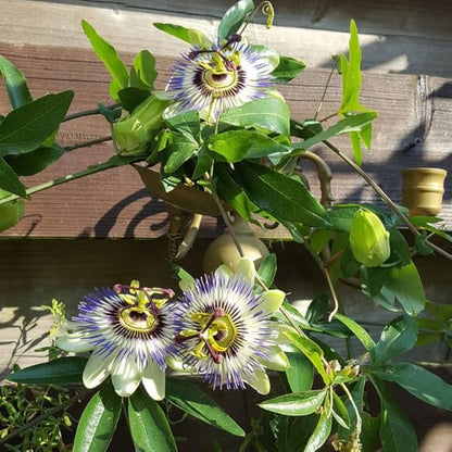 Passion Flower Plant Live, 5 to 8 Inch Tall Passiflora Vine, Fragrant Climbing Plant for Garden or Trellis, No Pot, Well-Rooted (Blue Passion Flower)