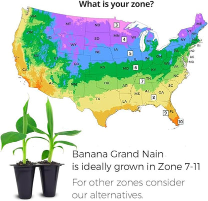 Banana Tree Gran Nain. Set of 4 Starter Live Plants (Gran Nain)