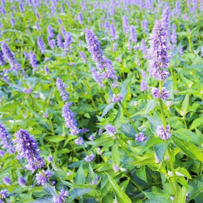 Greenwood Nursery: Live Perennial Plants - Agastache Blue Fortune + Giant Hyssop - [Qty: 3X Pint Pots] - (Click for Other Available Plants/Quantities)