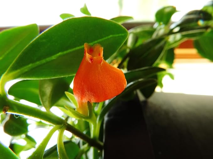 Premium Goldfish Plant - 6" Hanging Basket - Blooms Frequently!