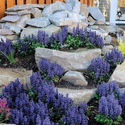 Ajuga Reptans Bronze Beauty | 3 Live Plants | Carpet Bugle | Cold Hardy Shade Tolerant Low Maintenance Groundcover