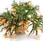 True Thanksgiving Cactus Plant Live in 4" Pot, Ready to Bloom, Holiday Christmas Cactus Plants Live, Vibrant Blooms (Peachy Yellow)