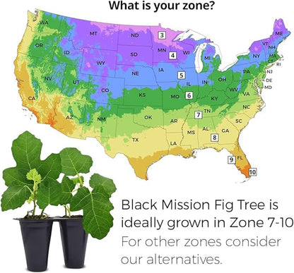 Black Mission Fig Plant (4 Pack) | Live Fruit Plant for Planting | Grow Your Own Sweet & Juicy Figs at Home | Easy to Grow & High-Yielding Tree | Perfect for Fresh Eating, Drying & Organic Gardening