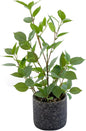 18'' Fake Plant Ficus Greenery with Silk Leaves Artifical Potted Small Banyan Tree in Special Pattern Cement Planters for Home Decor Office Living Room Bedroom Indoor Outdoor