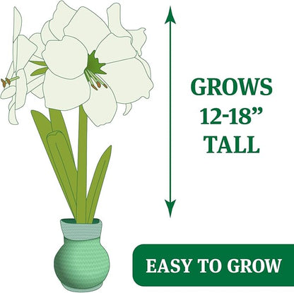 Let Love Grow Sweater Amaryllis Flower Bulb with Stand, No Water Needed, Gift Ready