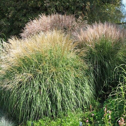 Outsidepride Chinese Miscanthus Sinensis Seeds - 500 Pcs. Perennial, Drought & Heat Tolerant, Chinese Silver Ornamental Grass, Tall Growth, Low Maintenance for Landscaping & Privacy Screens