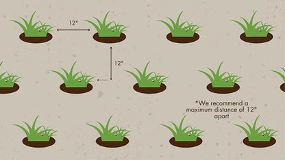 Zoysia Plugs - 100 Full Zoysia Grass Plugs | Mature Roots | Individually Grown