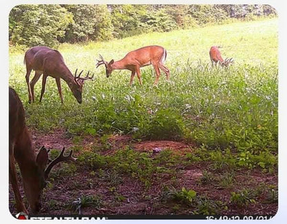 Bucks and Beards Food Plot Seed Mix for Deer and Turkeys, 1/4 Acre or 2 Acres, Two Species One Plot, Mix of Clovers, Chicory, and Cereal Grains, Maximum Attraction
