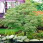 Waterfall Green Weeping Laceleaf Japanese Maple - Live Plant - Trade Gallon Pot
