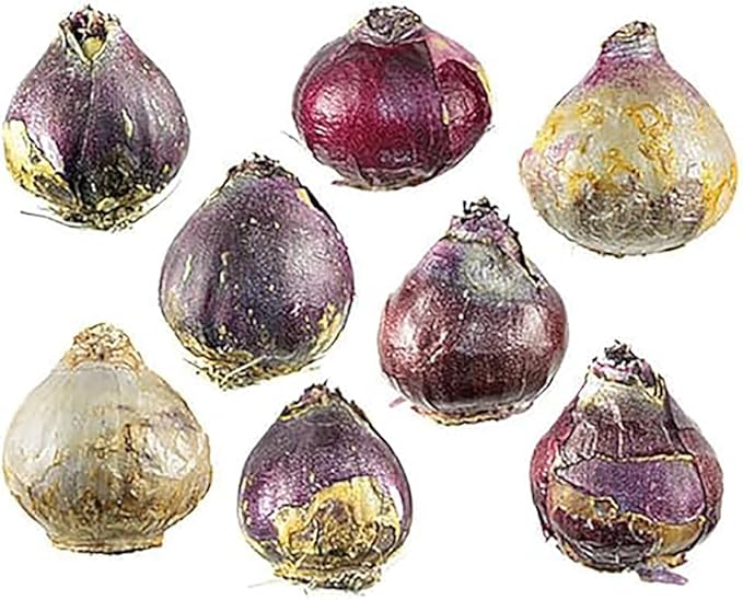 Marde Ross & Company 5 Cotton Candy Hyacinth Bulbs - Luscious Whisper Pink, 16-17 cm, Zones 4-10 (Pre-Chilling Required for Zones 8-10)
