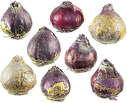 Marde Ross & Company 5 Cotton Candy Hyacinth Bulbs - Luscious Whisper Pink, 16-17 cm, Zones 4-10 (Pre-Chilling Required for Zones 8-10)