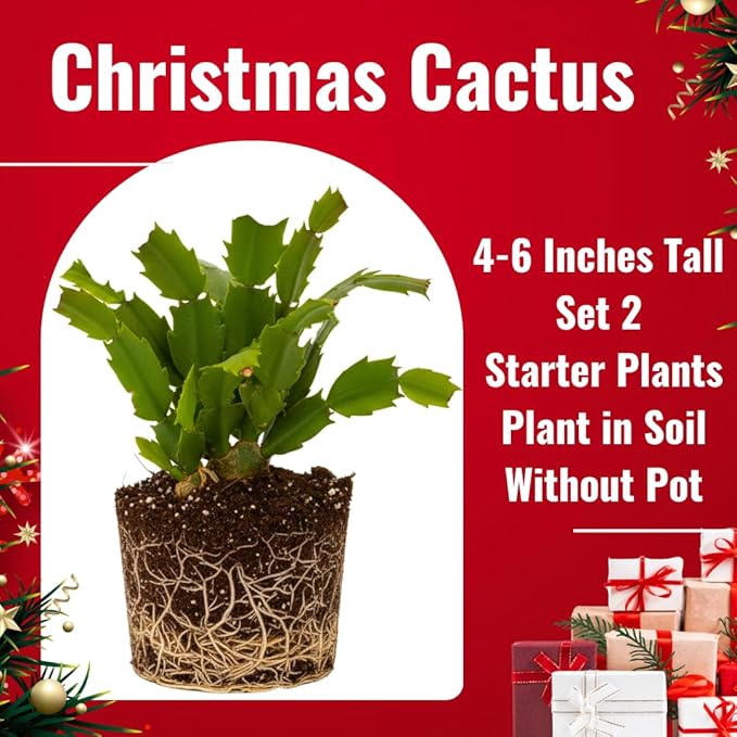 2 Live Yellow Christmas Cactus Plants, Yellow Christmas Cactus Plants Live, 4 to 6 Inch, Bare Root, Perennial Flower Holiday Succulent Plant, No Pot