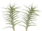Live Air Plants - Tillandsia Albida 7-12" - 2ct – ragnaroc Live Indoor Plant - Live Arrival Guaranteed - House Plants for Home Decor & Gift