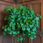 Green Swedish Ivy Live Plants in 4'' Pot, Hardy Ivy Vine Plant for Trellis, Ground Cover, Live Indoor Houseplants