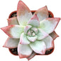 Sprout N Green Echeveria Colorata VAR. Brandtii, Live Succulent Plant Fully Rooted in 2" Pots with Soil Mix, Real Houseplant for Indoor Outdoor Home Office Wedding Decoration Party Favor