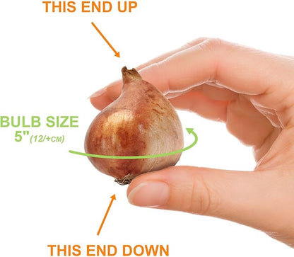 Garden State Bulb Double Dutch Mixed Tulip Flower Bulbs, 12/+ cm, Fall Planting (Bag of 25)
