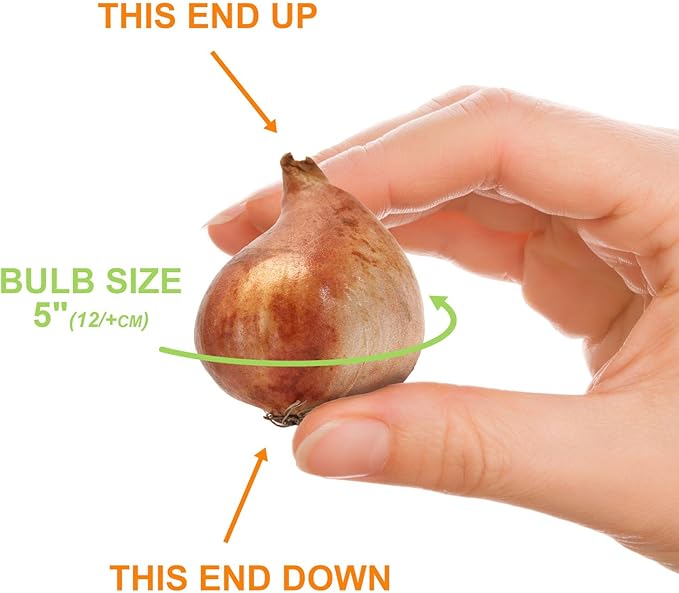 Garden State Bulb Darwin Hybrid Apeldoorn's Elite Tulip Flower Bulbs, 12/+ cm, Fall Planting (Bag of 25)
