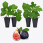Black Mission Fig Plant (4 Pack) | Live Fruit Plant for Planting | Grow Your Own Sweet & Juicy Figs at Home | Easy to Grow & High-Yielding Tree | Perfect for Fresh Eating, Drying & Organic Gardening