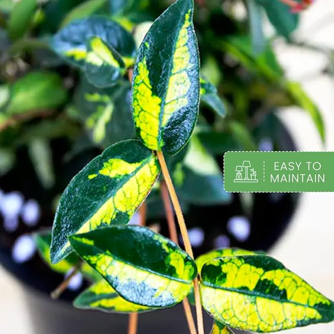 American Plant Exchange Summer Sunset Jasmine – 6-Inch with Pot – Live Fragrant Flowering Vine, Easy Care Plant for Home, Garden, Patio, or Balcony Decor