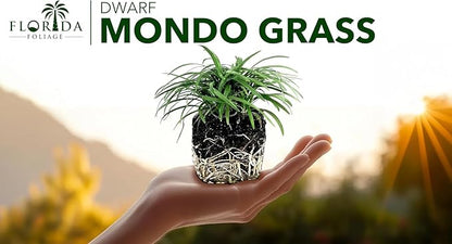 Dwarf Mondo Grass | 10 Large 4 Inch Pots | Ophiopogon Japonicus Nanus | Live Evergreen Shade Loving Groundcover