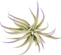 Purple Colorful Tillandsia Air Plants - Long Lasting Color Enhanced Live Tillandsia Succulent House Plants - Home and Garden Decor - Easy Care Indoor and Outdoor (Harrisii, Single)