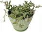 String of Dolphins in 4 inch Green Stripe Pot, Live Succulent Plant Fully Rooted in Pots with Soil, Rare House Plant for Home Office Wedding Decoration DIY Projects Party