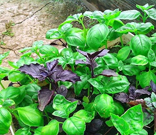 Basil Seed Mix Herb Garden Seeds for Planting 500+ Seeds