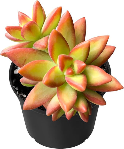 Sprout N Green Sedum Adolphi 'Firestorm', 1 Live Mini Succulent Plant Fully Rooted in 2 inch Starter Pot, Real House Plant for Indoor Outdoor Home Office Wedding Decoration Party Favor