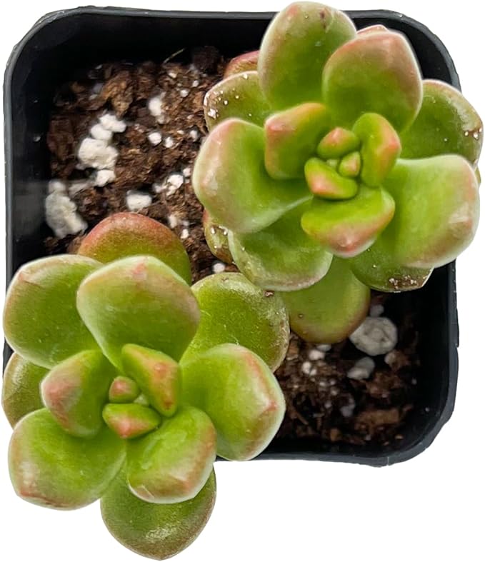 Sprout N Green Sedum lucidum Obesum, Live Succulent Fully Rooted in 2 inch Starter Pot, House Plant for Indoor Outdoor Home Office Wedding Decoration Party Favor
