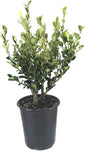 Winter Gem Boxwood | 3 Live 4 Inch Pots | Buxus Microphylla Japonica | Fast Growing Cold Hardy Formal Evergreen Shrub