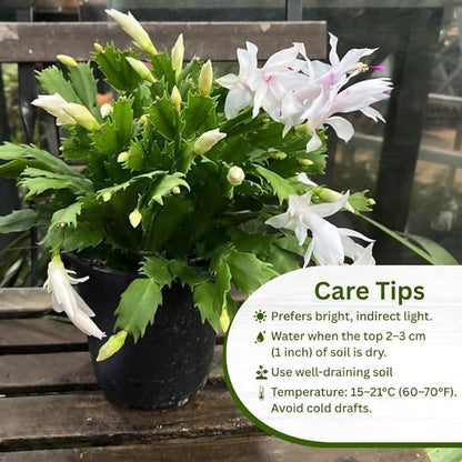 Set 2 Christmas Cactus Plants Live, Hanging Baskets Houseplants, Holiday Cactus Indoor Plants Live Well-Rooted 4-9" Tall, No Pot (White)