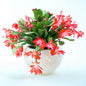 Thanksgiving Cactus Live Plant in 4" Pot, Holiday Christmas Cactus Plants Live, Winter Bloom, Indoor Planting, Ready to Blooms (Red)