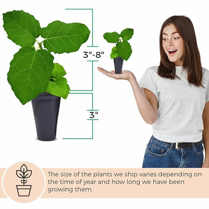 Chicago Hardy Fig Plant (4 Pack) | Live Fruit Plant for Planting | Cold-Hardy & High-Yielding Tree | Grow Your Own Sweet & Juicy Figs at Home | Perfect for Fresh Eating, Drying & Organic Gardening