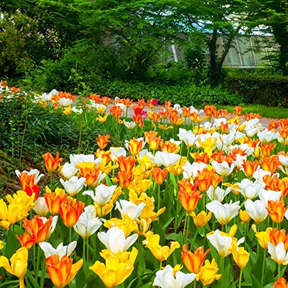 Easy Ground Cover Tulip Tarda -12 Bulbs-Mixed Colors | Red, Yellow, Orange, Pink & White Flowers – Low‑Growing Spring Bloomers for Gardens & Containers–Zones 3–8-Attracts Butterflies & Bees (12 Bulbs)