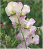 High Scent Sweet Pea Seeds - Approximately 50 Seeds - Most Fragrant Sweet Peas